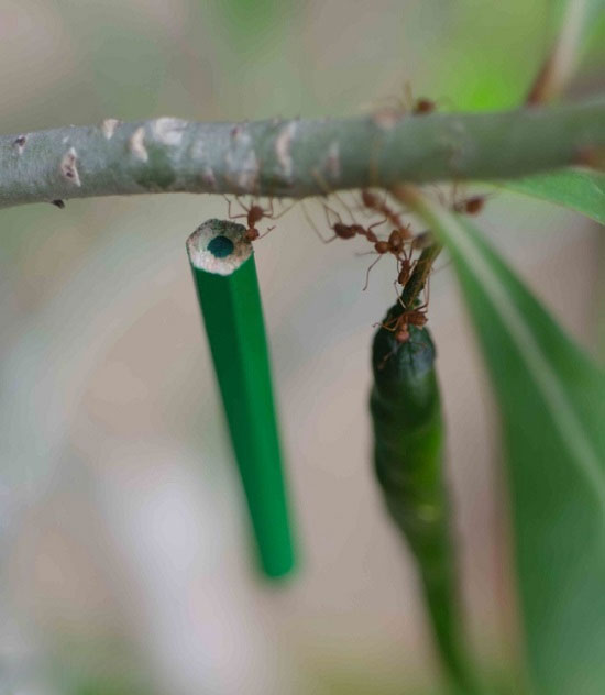گونه ای مورچه با قدرتی اعجاب انگیز +عکس