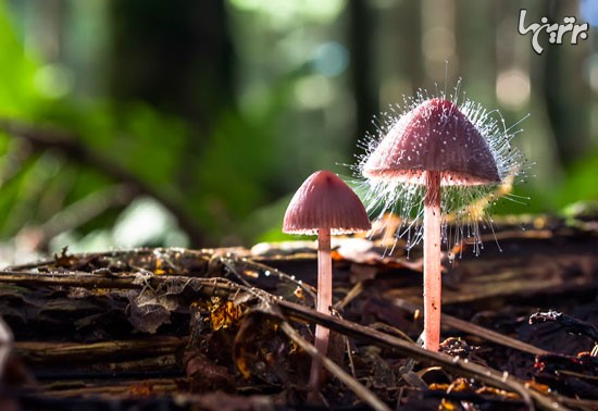 دنیای شگفت انگیز قارچ ها!