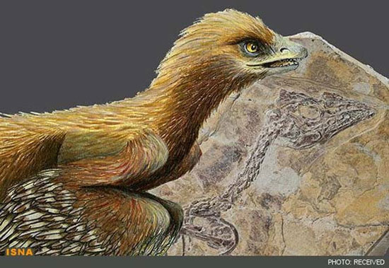 عکس: کشف قدیمی‌ترین پرنده جهان