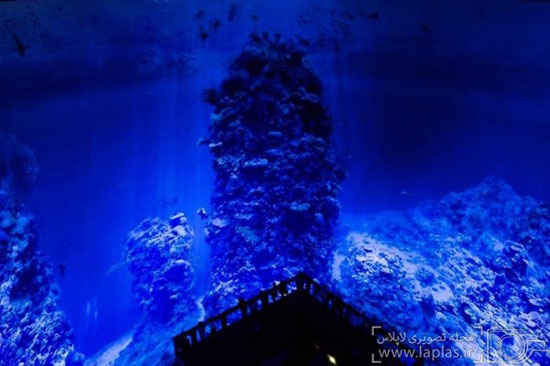 تماشای دیوار بزرگ مرجانی استرالیا از نزدیک