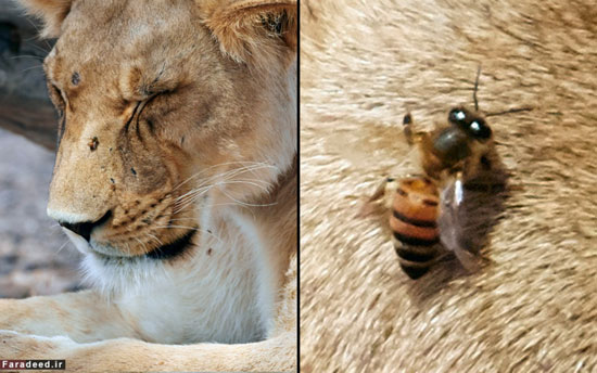 تصاویر/ حمله زنبورها به شیرها