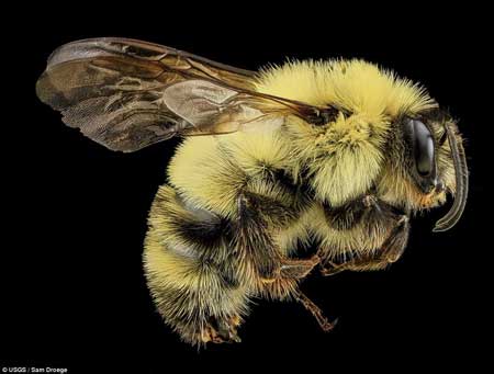 زنبورهای پشمالو با بالهای شیشه ای