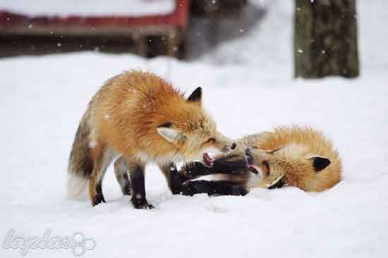 دهکده هیجان انگیز روباه ها در ژاپن!