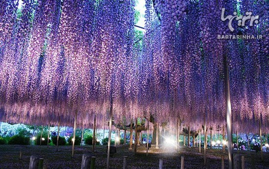 گل های بی نظیر آبشاری در ژاپن +عکس