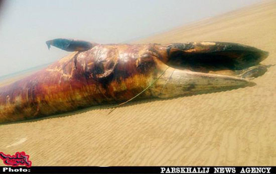 نهنگ 10 تنی در ساحل بوشهر +عکس