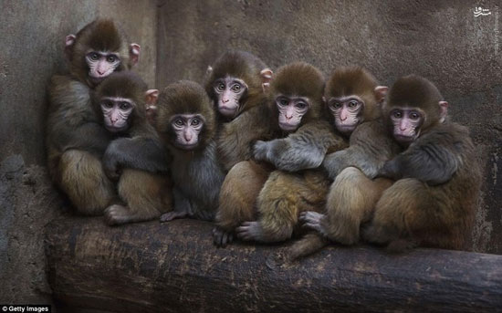 عکس/ میمون‌ها قربانیان سال نوی چینی