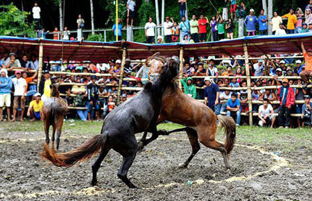 اخبار , اخبار گوناگون,تصاویر نبرد اسب ها,نبرد اسب ها در فیلیپین