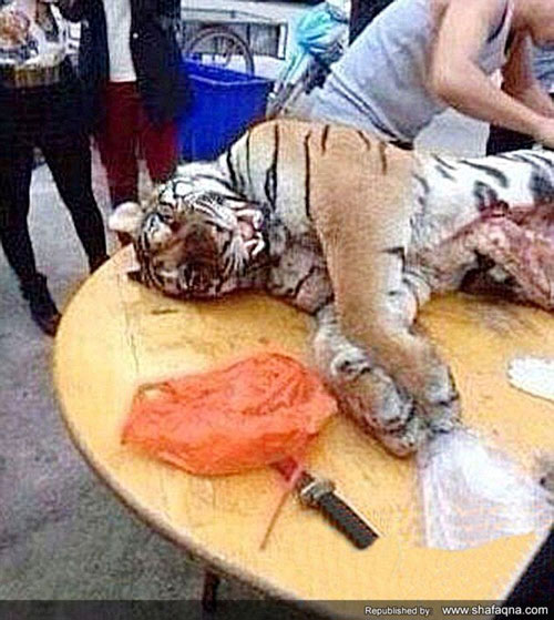 شکارچی چینی که خون ببرها را می خورد به 13 سال زندان محکوم شد + تصاویر