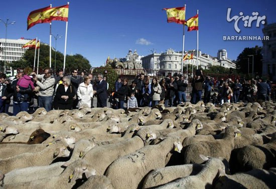 اعتراض گوسفندی مادرید را فلج کرد! +عکس