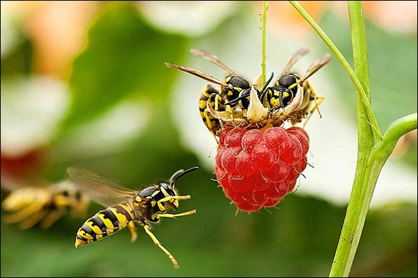 زندگی زیبای زنبورهای بی عسل/