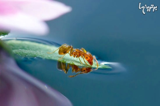تحولی در عکاسی: عکاسی از رفع عطش مورچه ها
