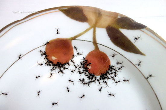 پذیرایی با ظروفی پر از مورچه! +عکس