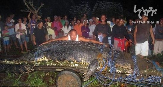 بزرگترین تمساح دنیا درگذشت +عکس