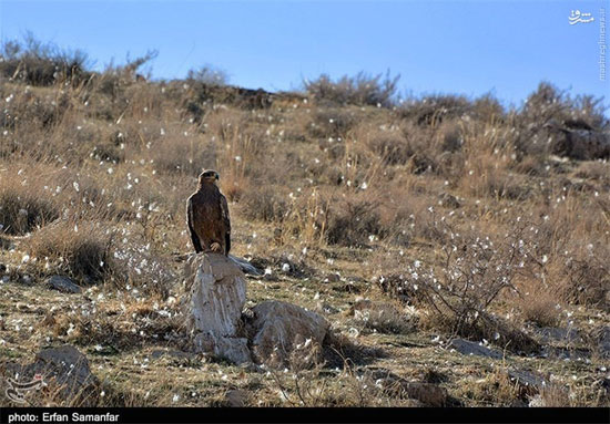 زندگی عقاب طلایی در ایران