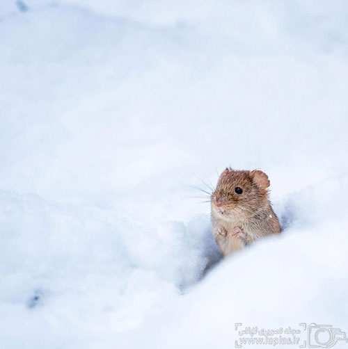 موش های وحشی زیبا و کوچک