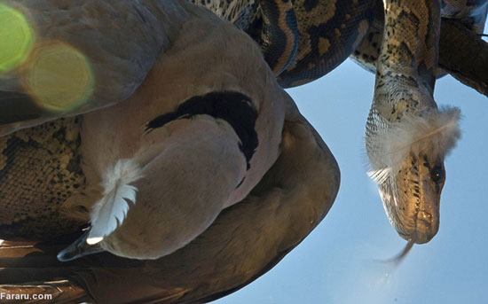 (تصاویر) چنبره مرگ به دور کبوتر