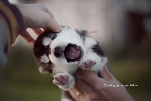 عکاسی های زیبا از توله سگ های سیبرین هاسکی