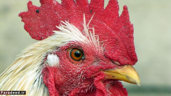 تکامل و ساخت مرغ دایناسوری
