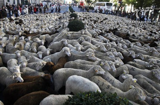 اعتراض گوسفندی مادرید را فلج کرد! +عکس