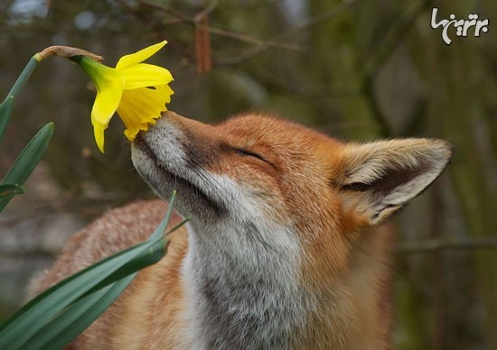 تصاویر زیبا و دوست داشتنی از بوییدن گلها توسط حیوانات!