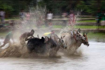   مسابقه سرعت با گاوهای وحشی در 50 مایلی کلکته