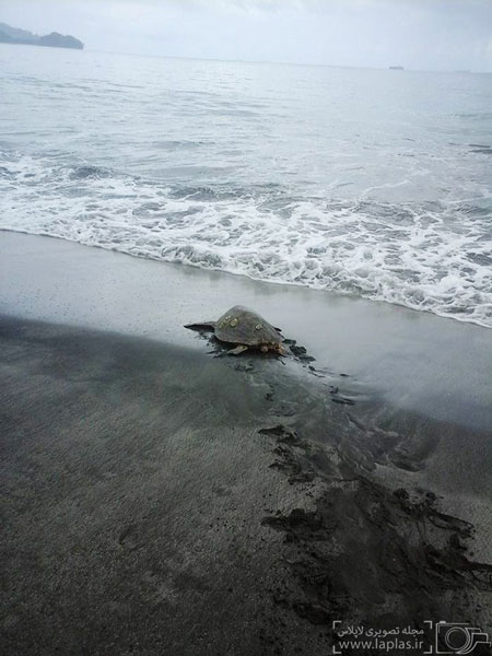 عکس: مردی که ناجی لاکپشت ها است
