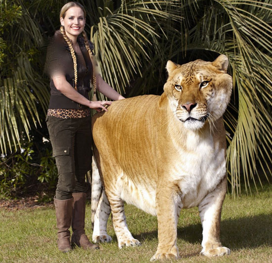 بزرگ‌ترین گربه‌سان جهان