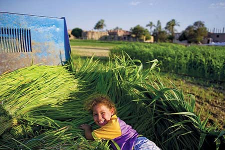    بازی فرزند کشاورز مصری در مزرعه ذرت- منطقه اولاد یحیی، مصر