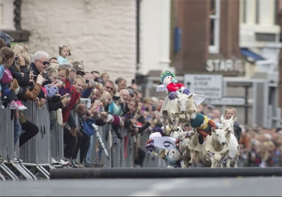 مسابقه گوسفند سواری! +عکس