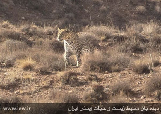 از یک پلنگ ایرانی در پارک ملی ساریگل تصویربرداری شد