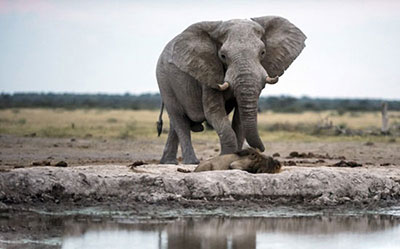 اخبار,اخبار علمی,فرار شیر نر از ترس فیل