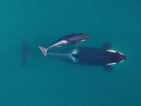واضح‌ترین تصاویری که یک پهپاد از نهنگ قاتل گرفت