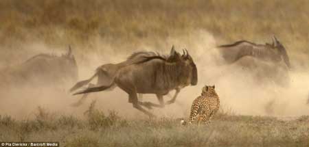 گاوهای وحشی افریقایی را در جشن خونین چیتاها، کرکس ها و کفتارها