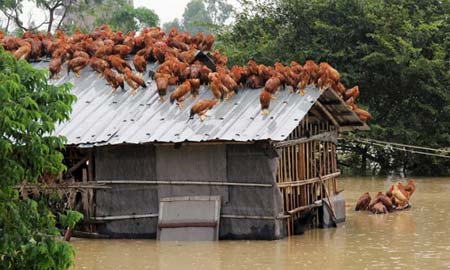 مرغ ها و خروس ها به دلیل سیل به پشت بام خانه ای روستایی در چین پناه برده اند