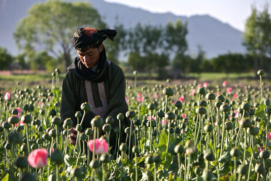 جنگ تریاک در افغانستان
