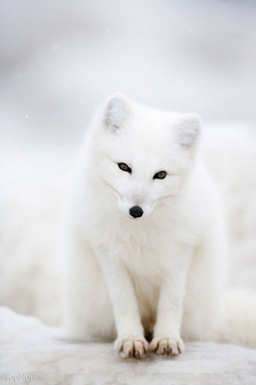 روباه قطبی +عکس