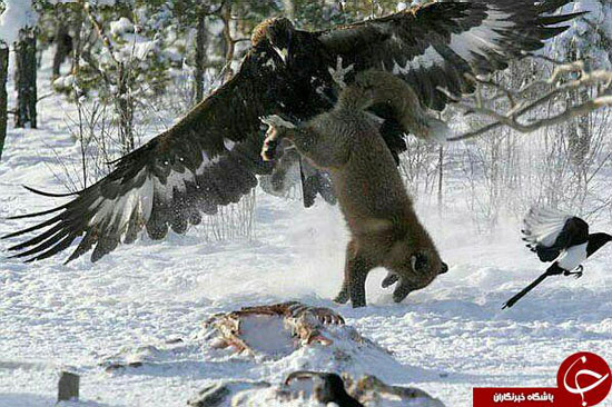 عقابی که به تصویربردار هم رحم نمی کند+تصاویر