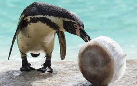 عکسهای جالب,پنگوئن ,تصاویر جالب