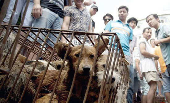 سلاخی سگ و گربه ها در جشن چینی ها