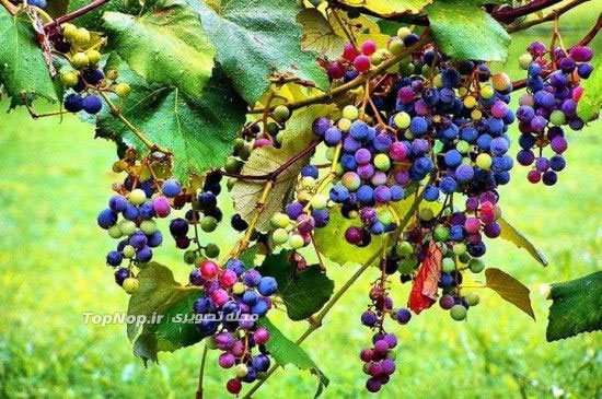 انگور های رنگین کمانی +عکس