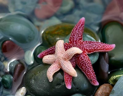 ستاره دریایی,عکس ستاره دریایی,انواع ستاره دریایی,تغه ستاره های دریایی