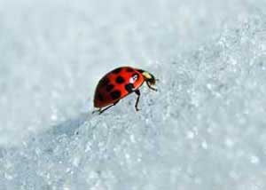 چرا حشرات یخ نمی زنند,خواب زمستانی حشرات
