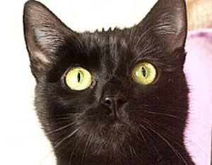 گربه خیابانی با ارثیه ۱۰ میلیون پوندی ثروتمند شد