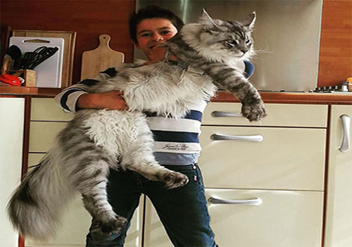گربه‌هایی هم قد انسان! + تصاویر