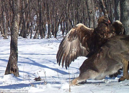 تصاویری از زندگی حیات وحش,حمله عقاب به گوزن