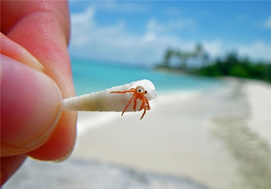 گونه ای خرچنگ کوچک تر از مورچه! +عکس