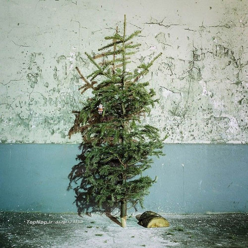 سرگذشت درخت های کریسمس +عکس