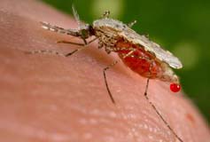 واکسن جدید ضد مالاریا,ساخت واکسن جدید ضد مالاریا,مقابله با بیماری‌های انگلی
