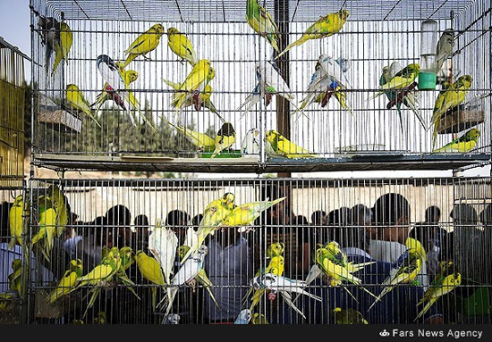 بازار فروش پرندگان در گرگان
