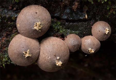 اخبار,اخبار گوناگون,تصاویر قارچ های استرالیا,تنوع قارچ در استرالیا